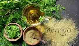 Moringa Benefits side effects and risks