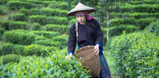 Essential Information for Buying Tea