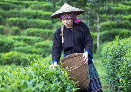 Essential Information for Buying Tea