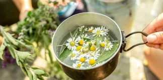 Tea Chamomile