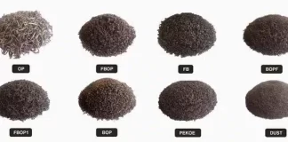 What Are The Different Tea Grades