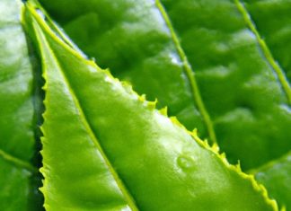 how does oxidation affect the taste of tea