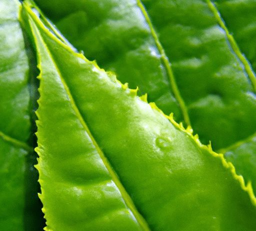 how does oxidation affect the taste of tea
