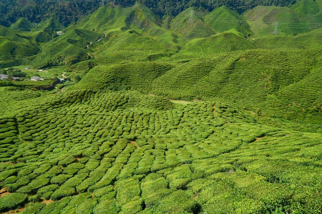 How Is Tea Cultivated?