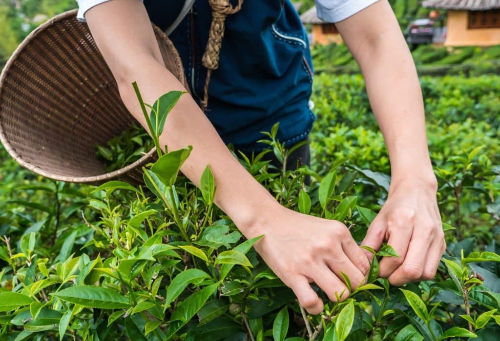 How Is Tea Cultivated?