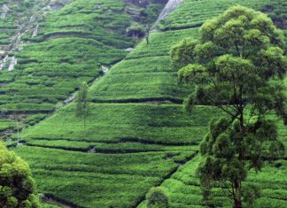 how is tea cultivated 4