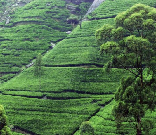 how is tea cultivated 4
