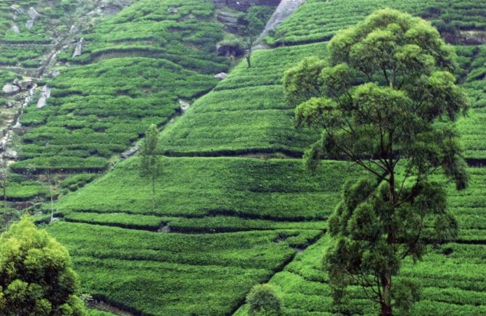 how is tea cultivated 4