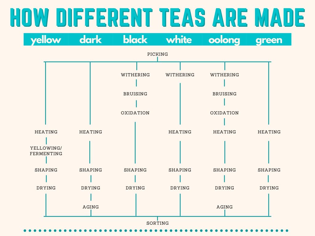 How Is Tea Processed Differently For Different Types?