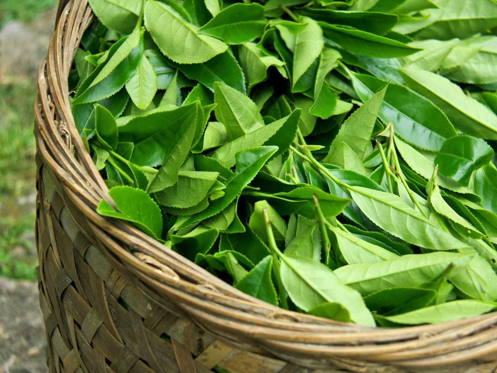 How Long Does It Take For Tea Plants To Be Ready For Harvest?