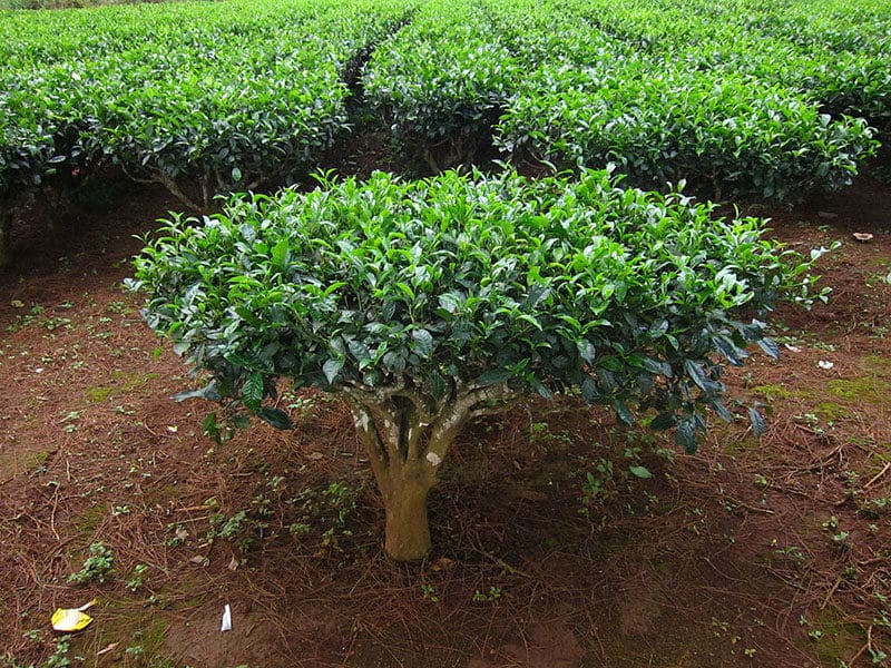 How Long Does It Take For Tea Plants To Be Ready For Harvest?