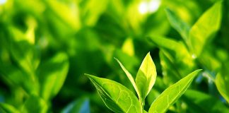 how long does it take for tea plants to be ready for harvest 4