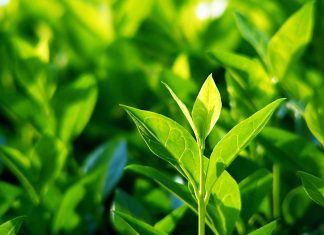 how long does it take for tea plants to be ready for harvest 4