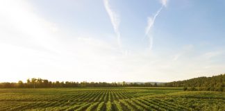 what happens after the tea is harvested 3