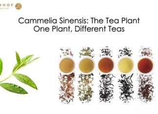 what is tea 3