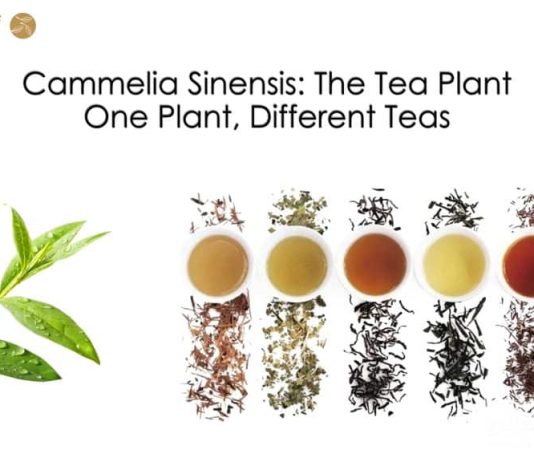 what is tea 3