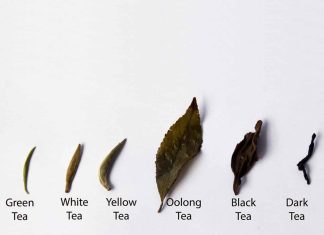 what is tea made from 3