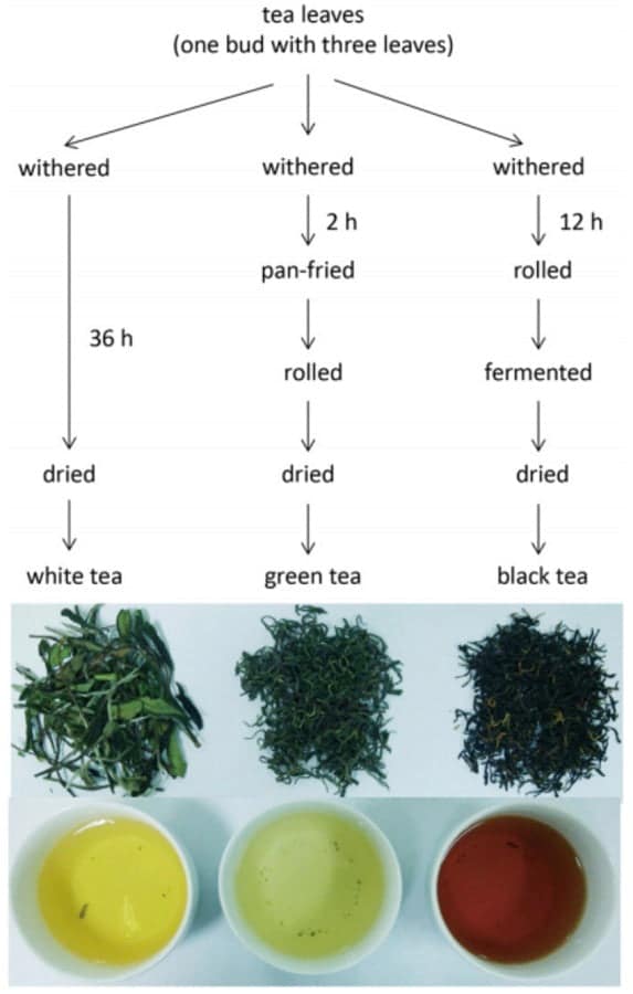 What Is The Difference Between Black, Green, And White Teas?