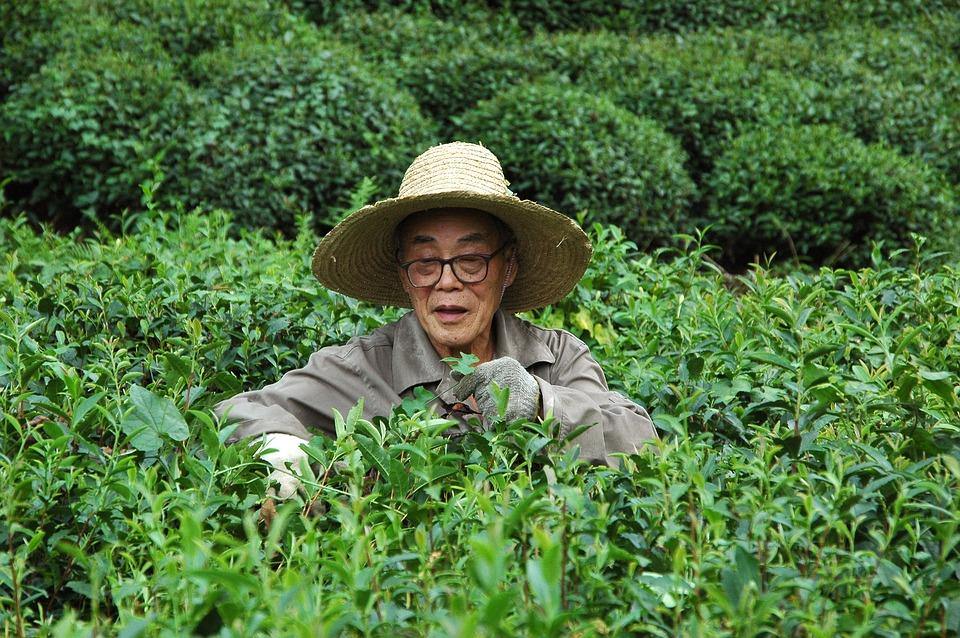 When Is Tea Harvested?