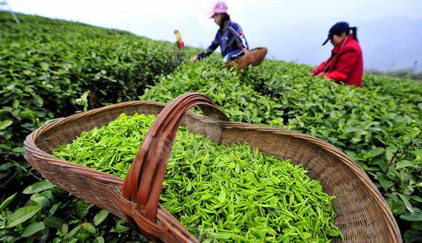 When Is Tea Harvested?