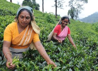 when is tea harvested 4