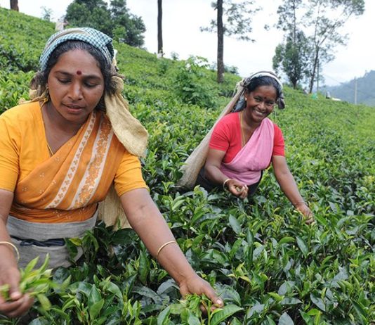 when is tea harvested 4