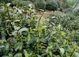 where does tea come from 4
