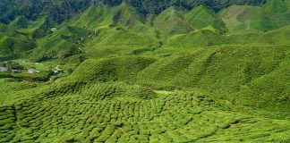 where is tea grown 1