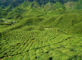 where is tea grown 1