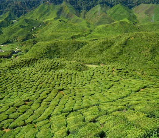 where is tea grown 1