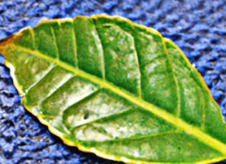 can you reuse tea leaves for a second steeping