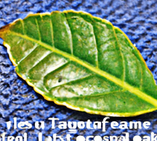can you reuse tea leaves for a second steeping