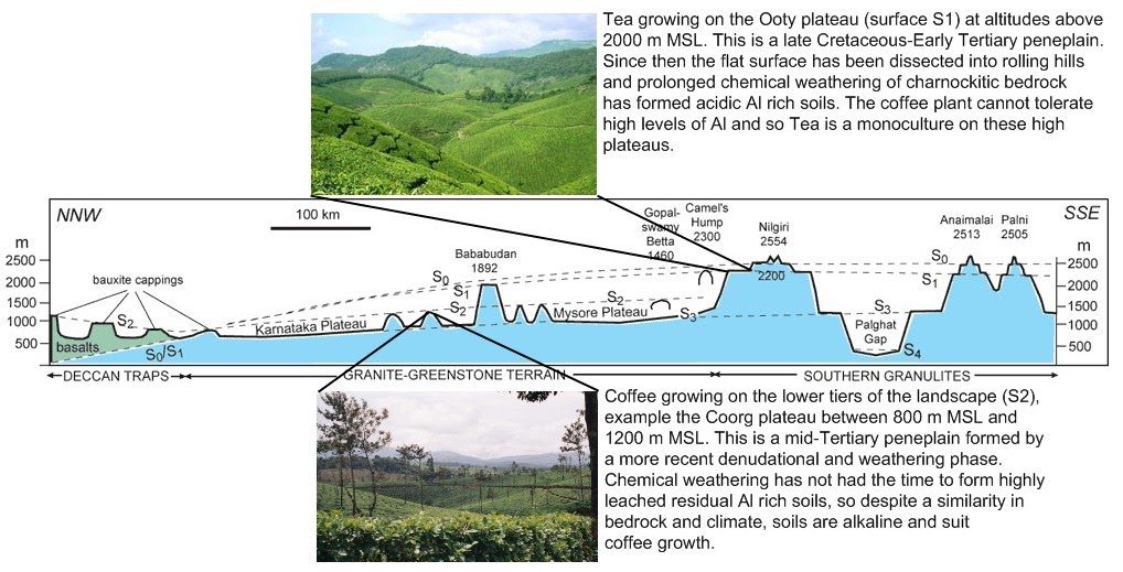 How Does Elevation Affect Tea Growth?