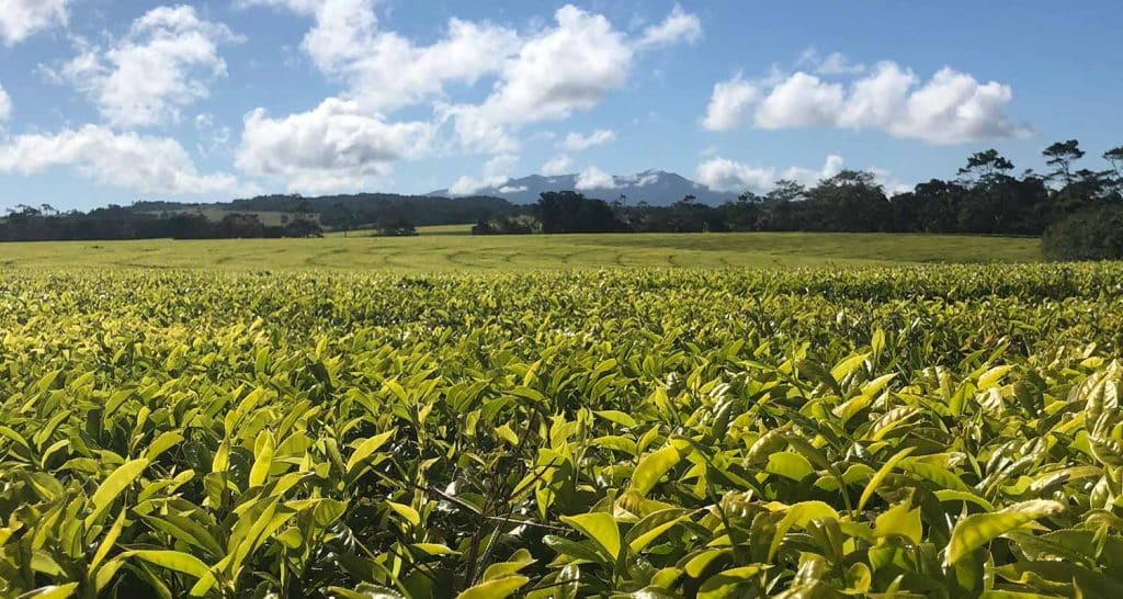How Does Elevation Affect Tea Growth?