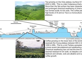 how does elevation affect tea growth 3